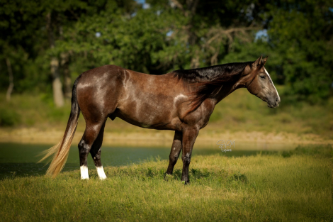DUNNITWITHACES (ACE), 10yo AQHA Quarter Horse gelding, 14.3hh