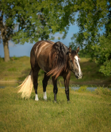 DUNNITWITHACES (ACE), 10yo AQHA Quarter Horse gelding, 14.3hh