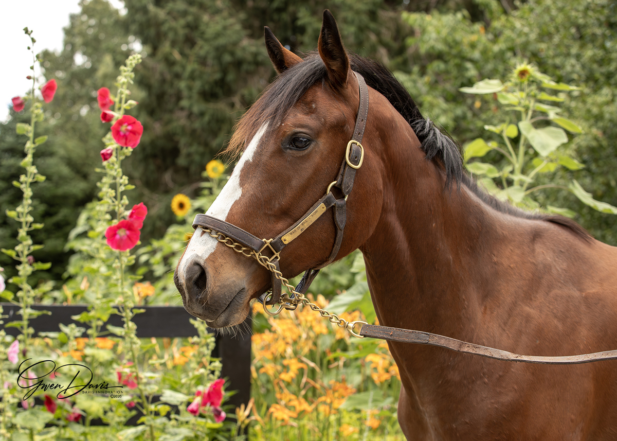 24 Kioni, 2yo Thoroughbred gelding, 15.2hh