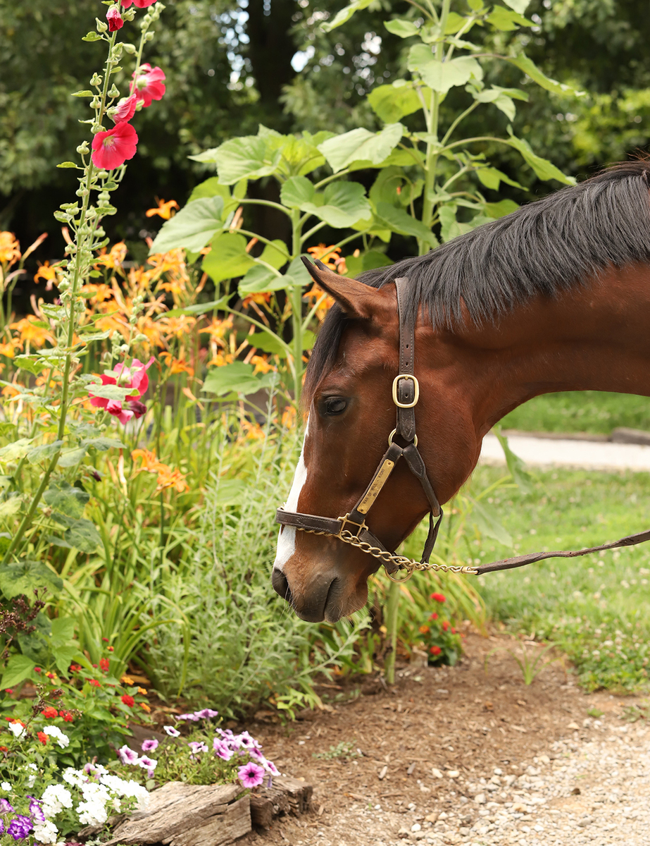 24 Kioni, 2yo Thoroughbred gelding, 15.2hh