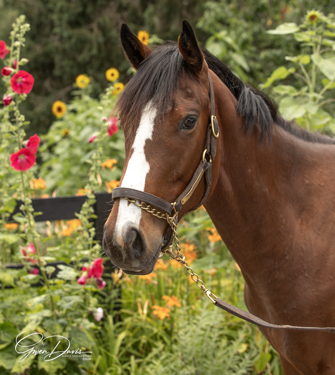24 Kioni, 2yo Thoroughbred gelding, 15.2hh