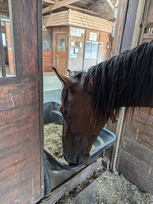 Gustavo, 6yo Thoroughbred gelding, 17.1hh