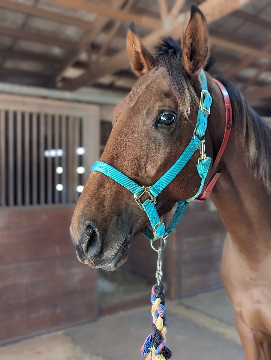 Gustavo, 6yo Thoroughbred gelding, 17.1hh