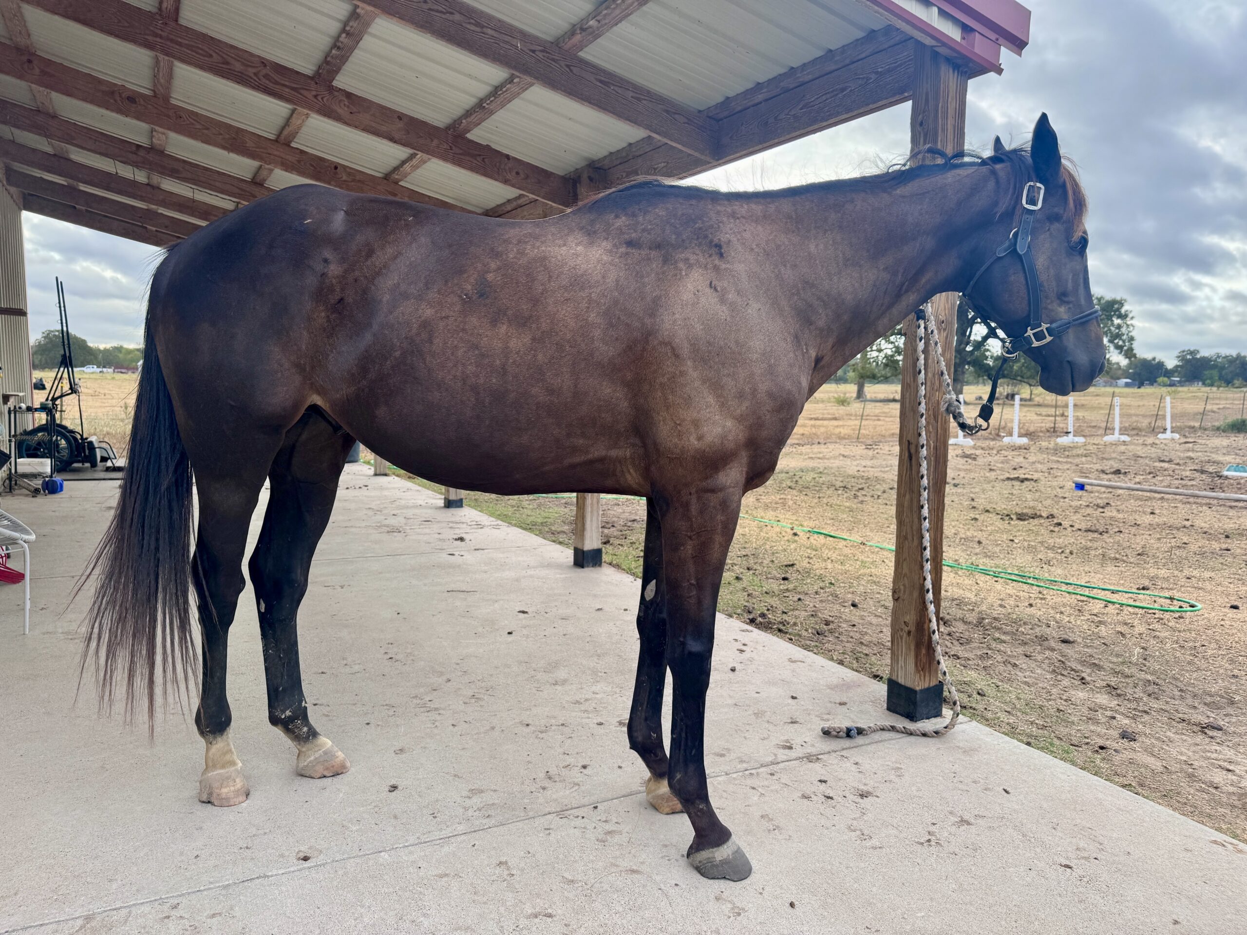 Runlikecarl, 5yo Thoroughbred gelding, 16hh