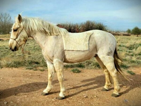 Skater Boy, 3yo Mustang gelding, 13.2hh