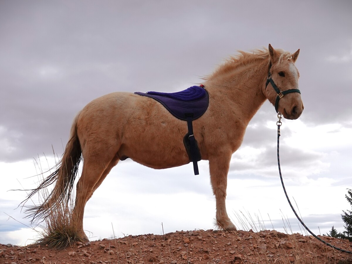Skater Boy, 3yo Mustang gelding, 13.2hh