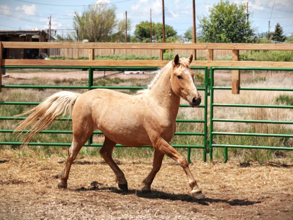 Skater Boy, 3yo Mustang gelding, 13.2hh