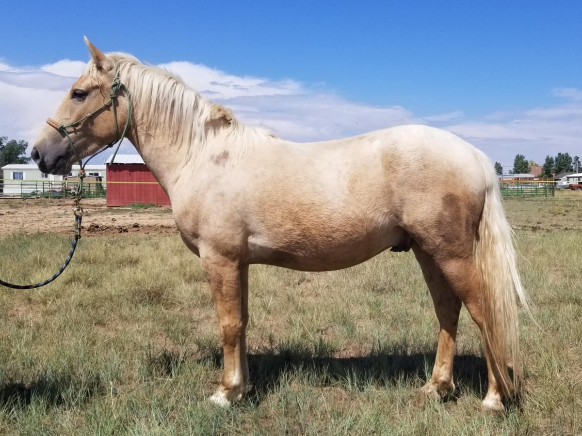 Skater Boy, 3yo Mustang gelding, 13.2hh