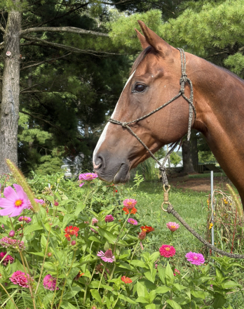 Diesel, 15yo AQHA Quarter Horse gelding, 15.2hh