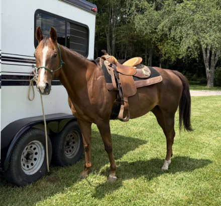 Diesel, 15yo AQHA Quarter Horse gelding, 15.2hh