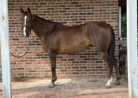 Diesel, 15yo AQHA Quarter Horse gelding, 15.2hh