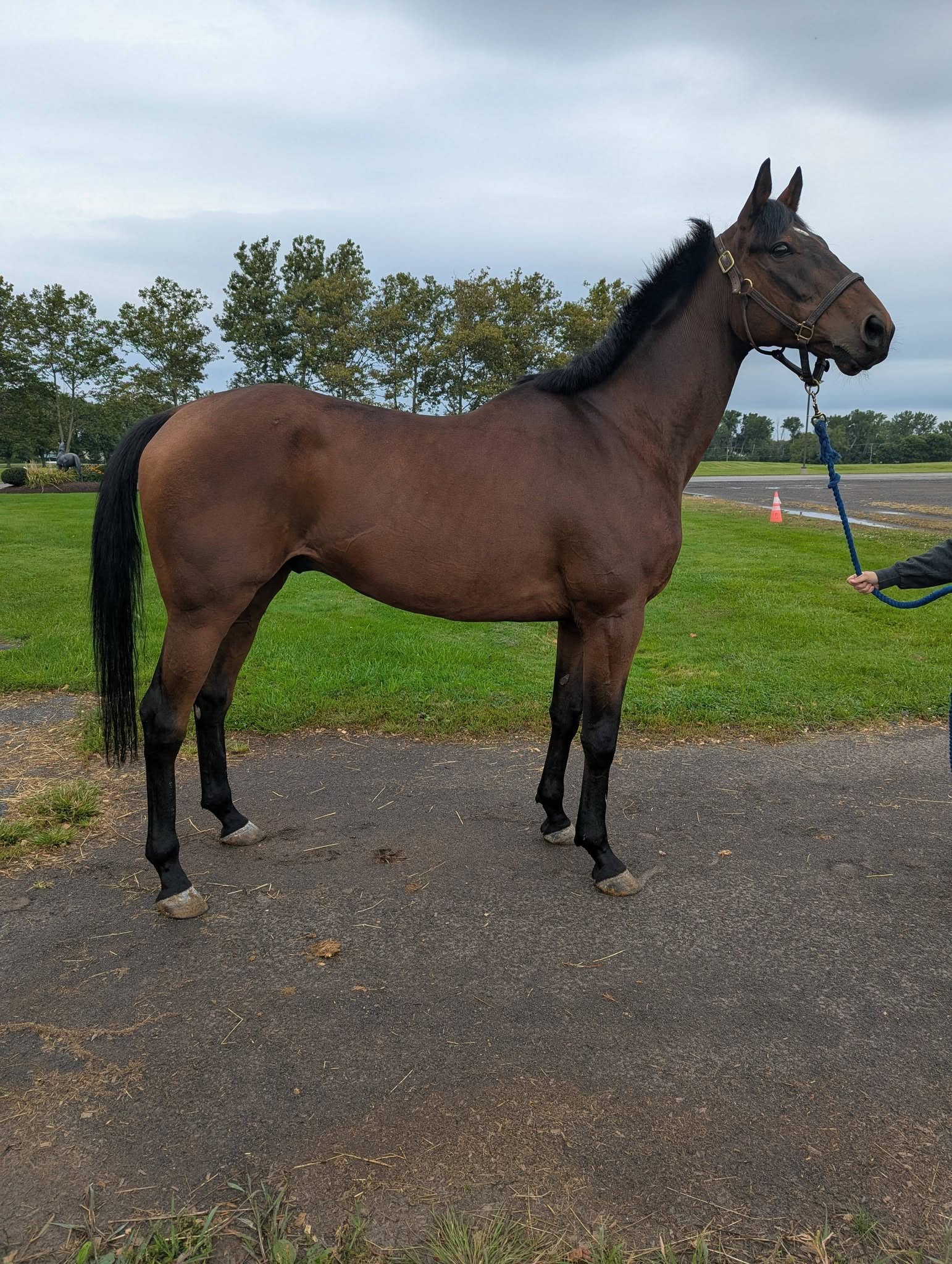 Parade Field, 10yo Thoroughbred gelding, 17hh