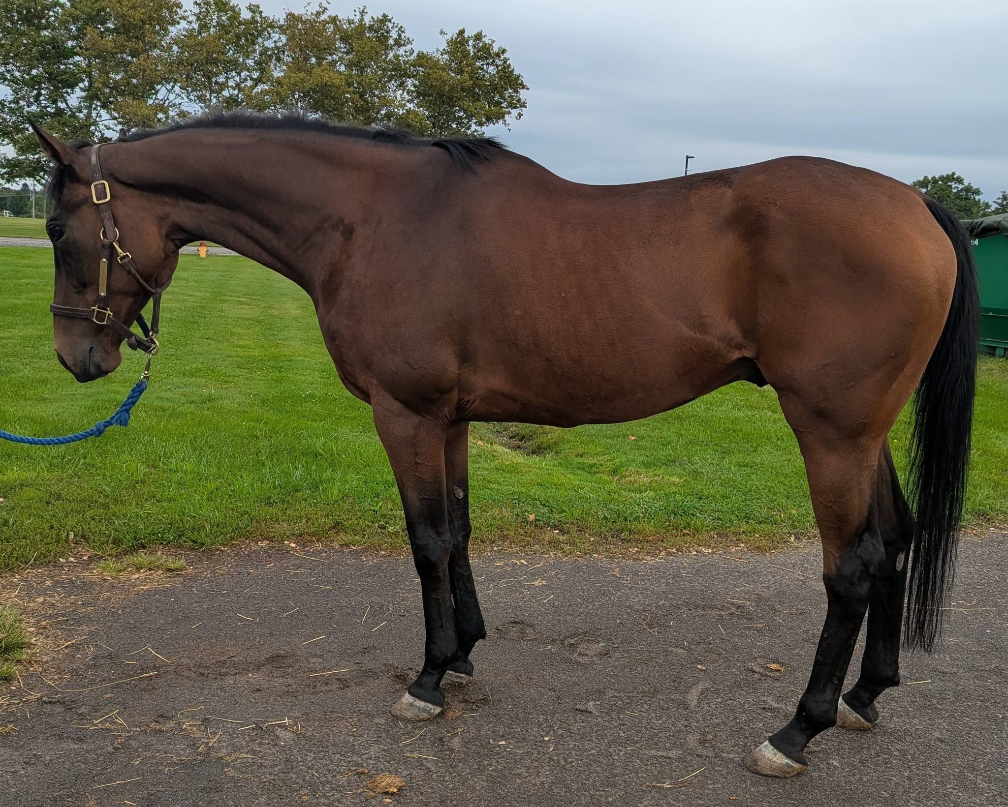 Parade Field, 10yo Thoroughbred gelding, 17hh