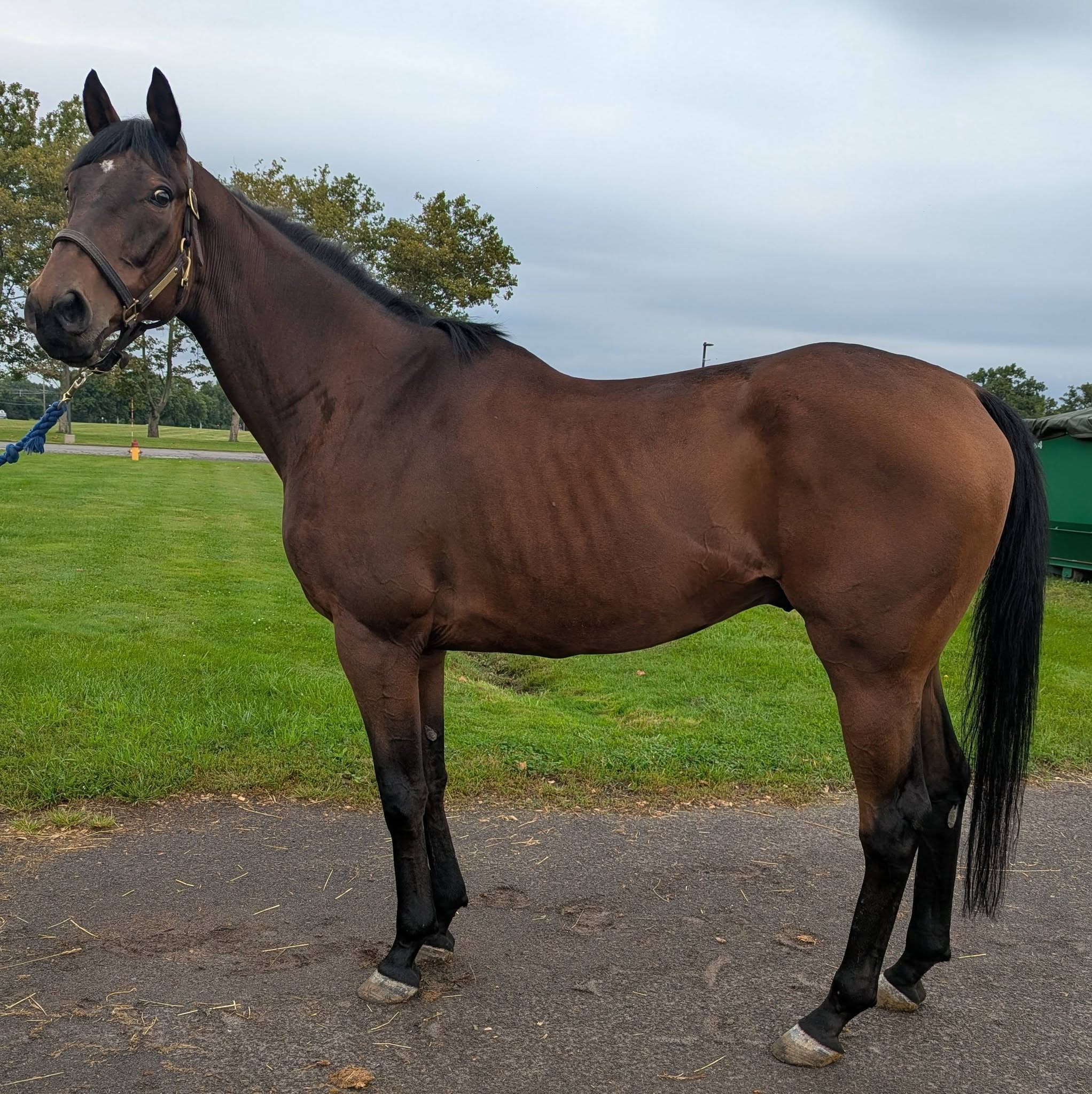 Parade Field, 10yo Thoroughbred gelding, 17hh
