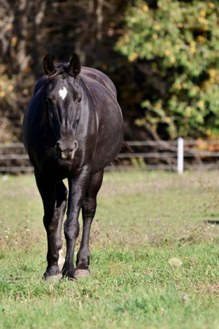 Leota, 11yo Moriesian Horse mare, 15.2hh