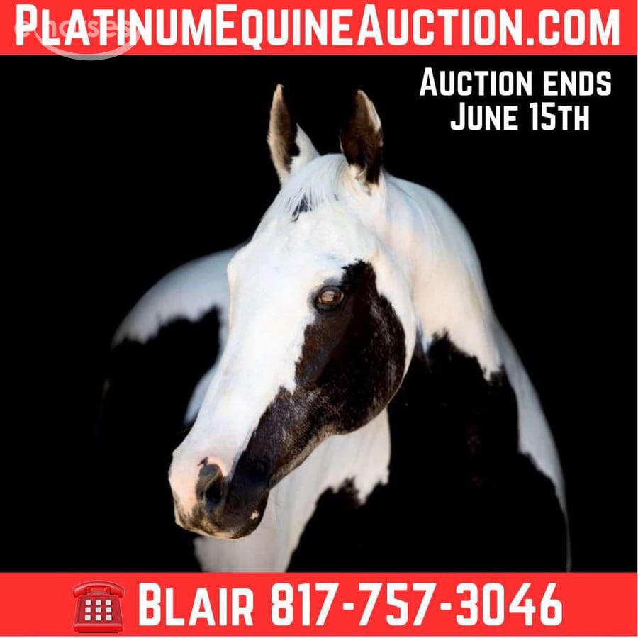 American Paint Horse, 16yo American Paint Horse mare