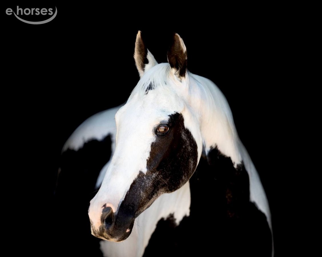 American Paint Horse, 16yo American Paint Horse mare