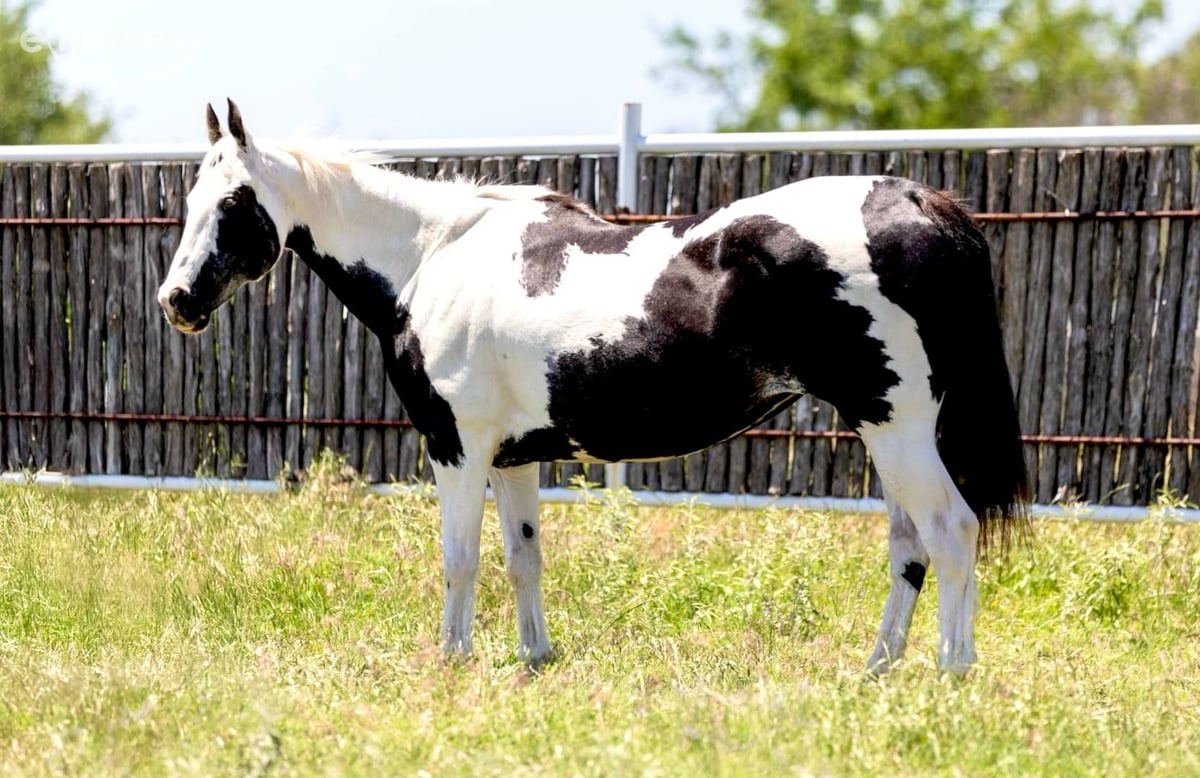 American Paint Horse, 16yo American Paint Horse mare