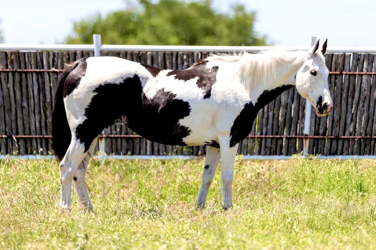 American Paint Horse, 16yo American Paint Horse mare