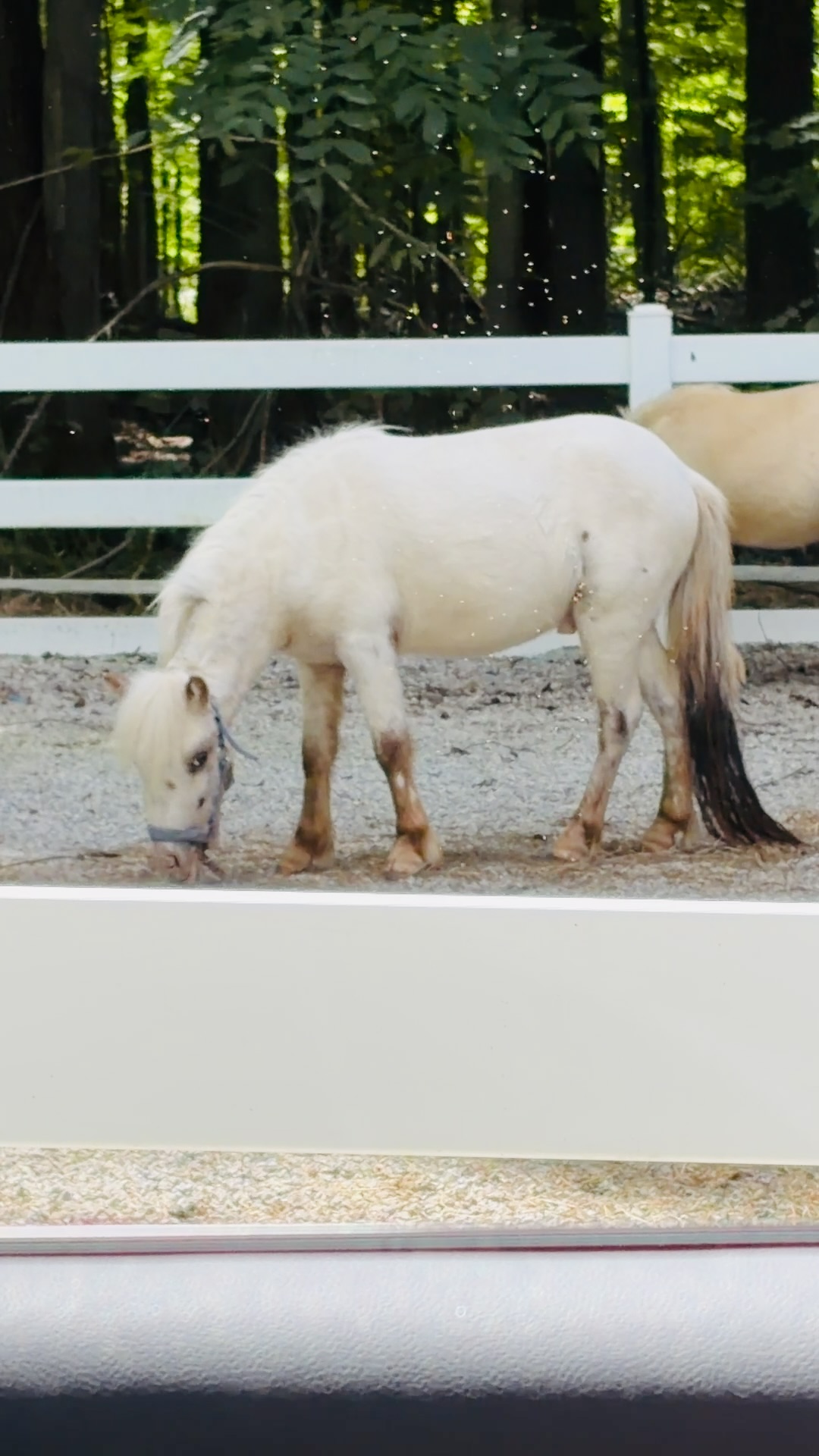 Falabella Miniature Stallion Fe Spot Roa, 2yo Falabella stallion, 7.5hh