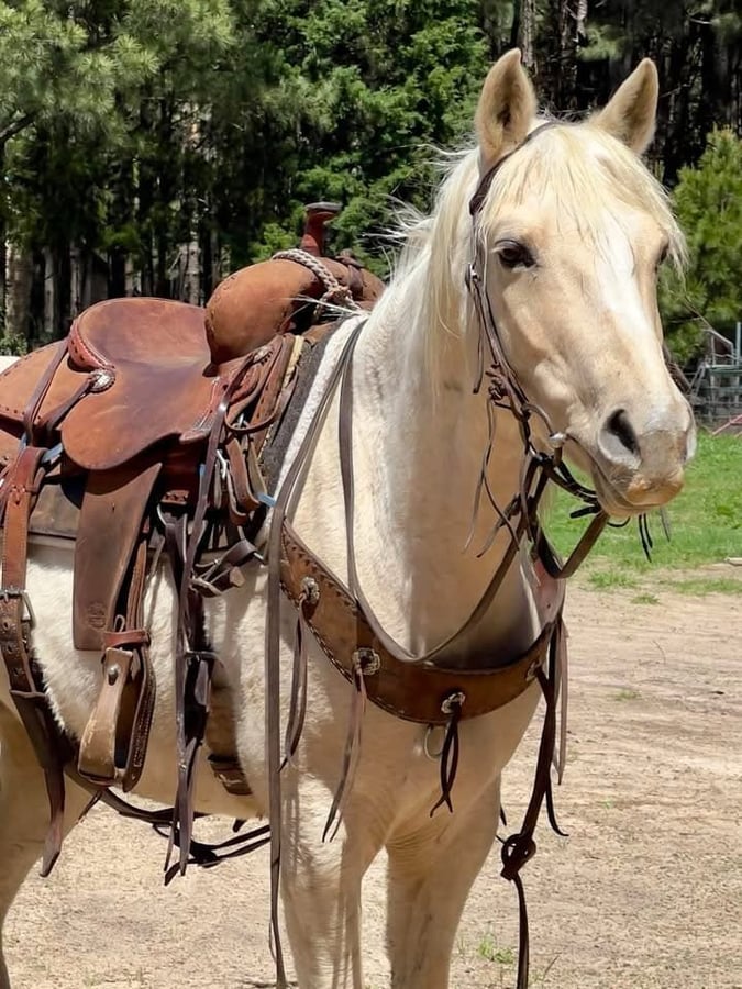 American Quarter Horse, 10yo American Quarter Horse gelding, 14.3hh