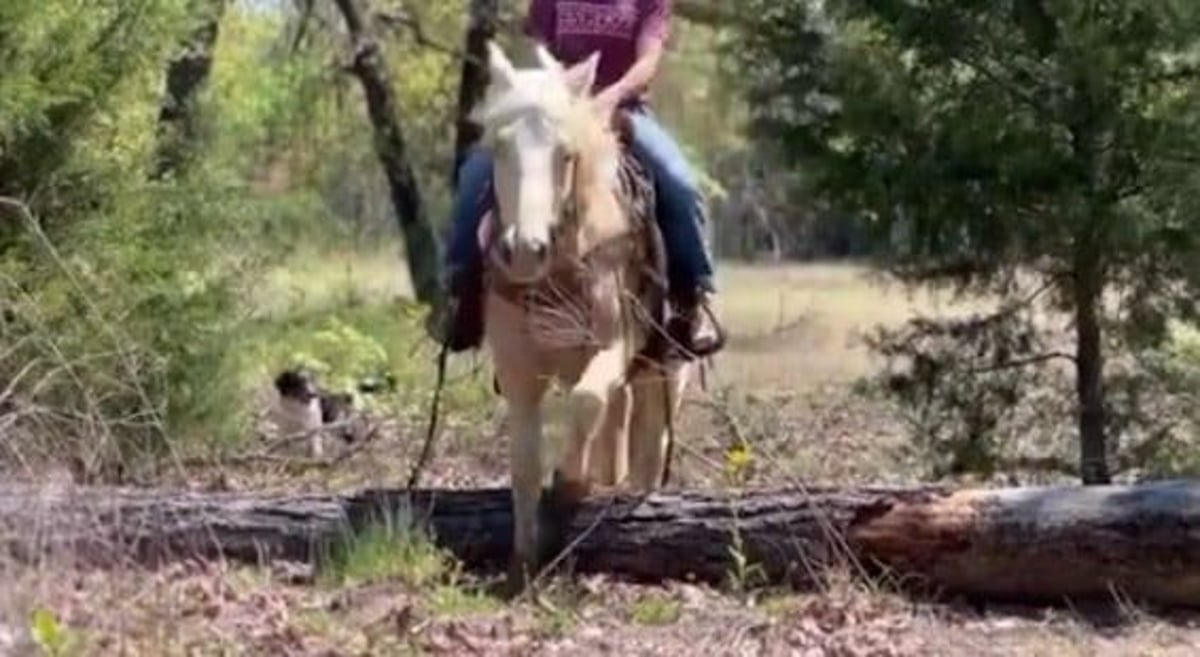 American Quarter Horse, 10yo American Quarter Horse gelding, 14.3hh