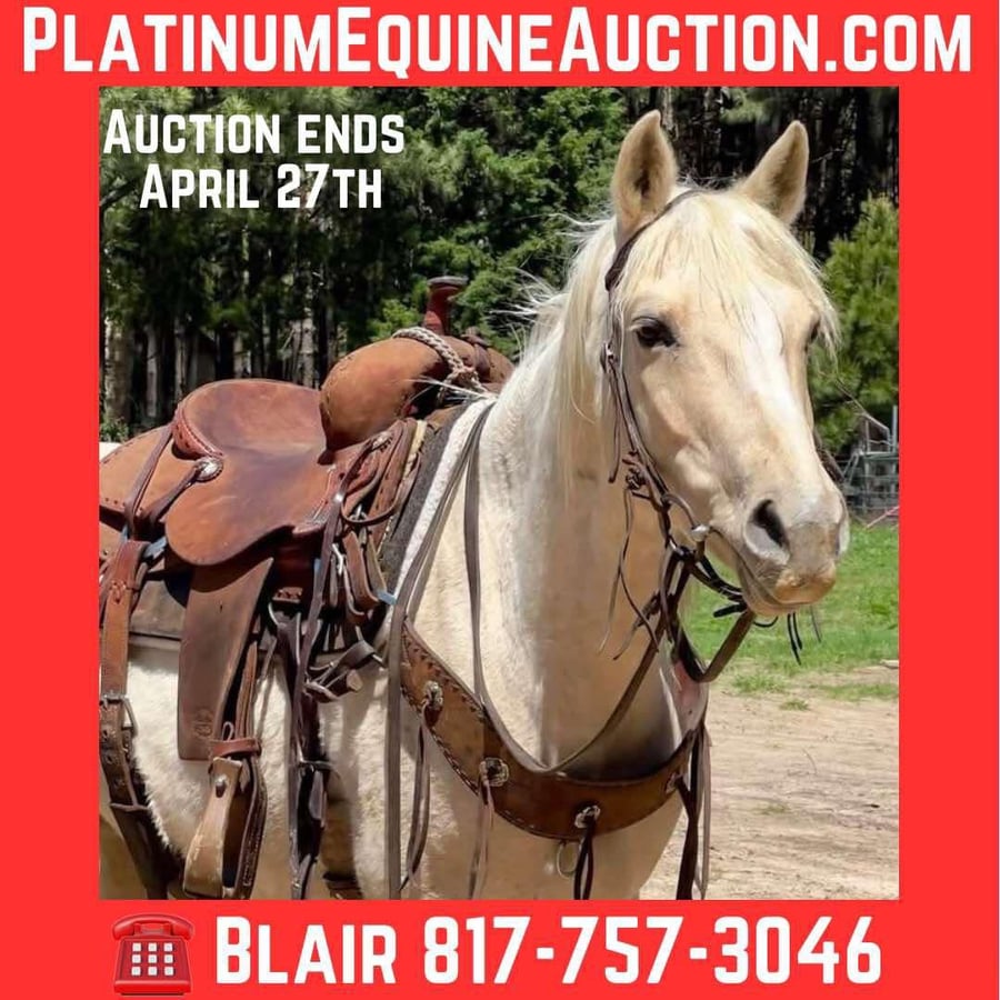 American Quarter Horse, 10yo American Quarter Horse gelding, 14.3hh