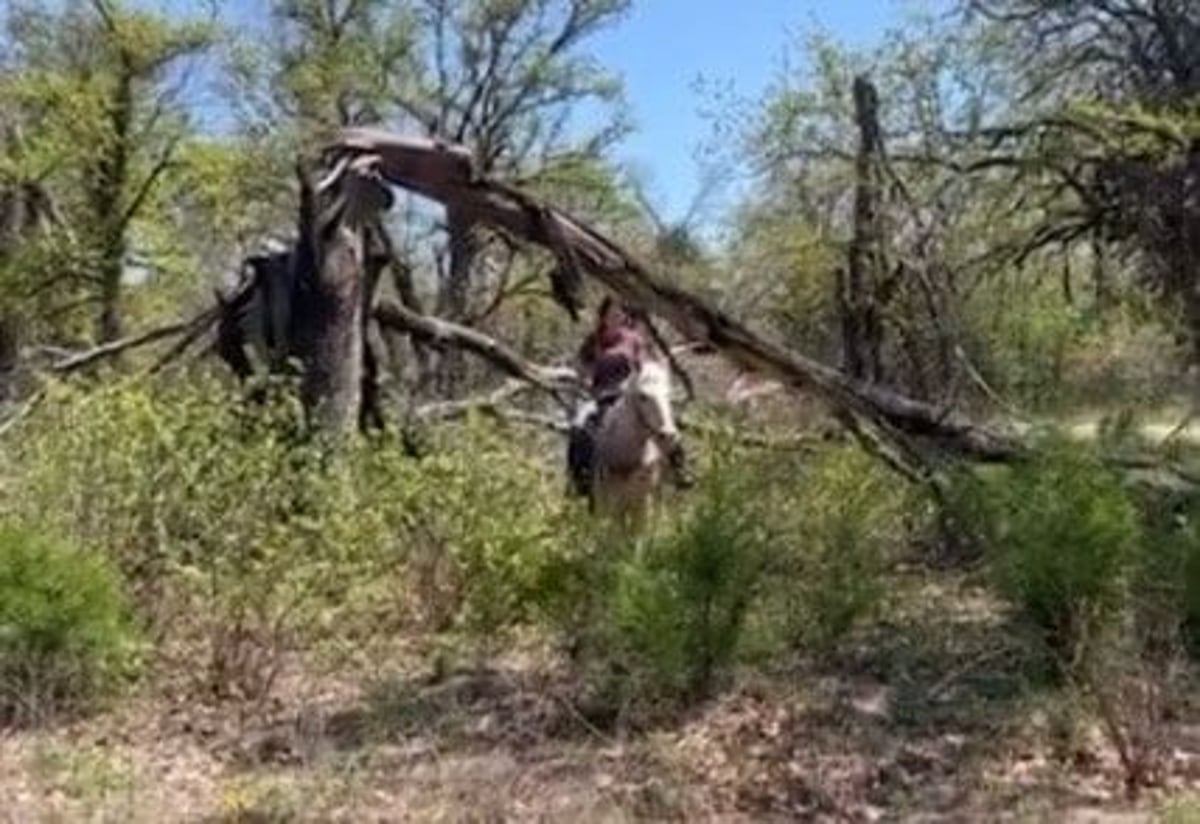American Quarter Horse, 10yo American Quarter Horse gelding, 14.3hh