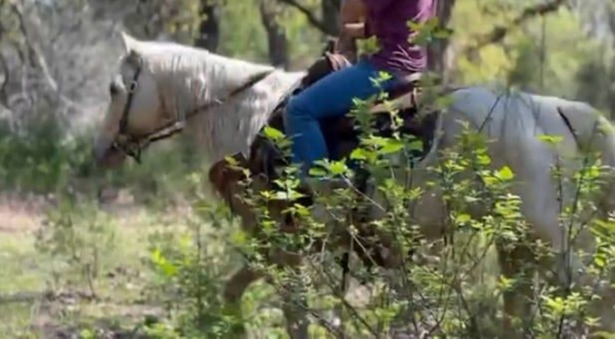 American Quarter Horse, 10yo American Quarter Horse gelding, 14.3hh