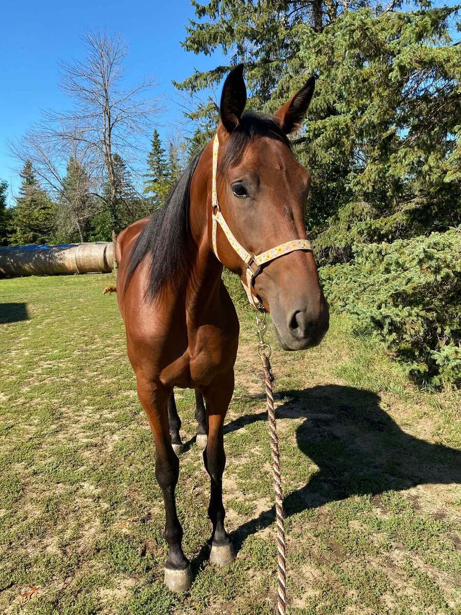 Rollinataces, 3yo Standardbred mare, 15.2hh