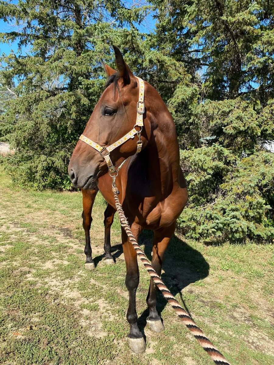 Rollinataces, 3yo Standardbred mare, 15.2hh