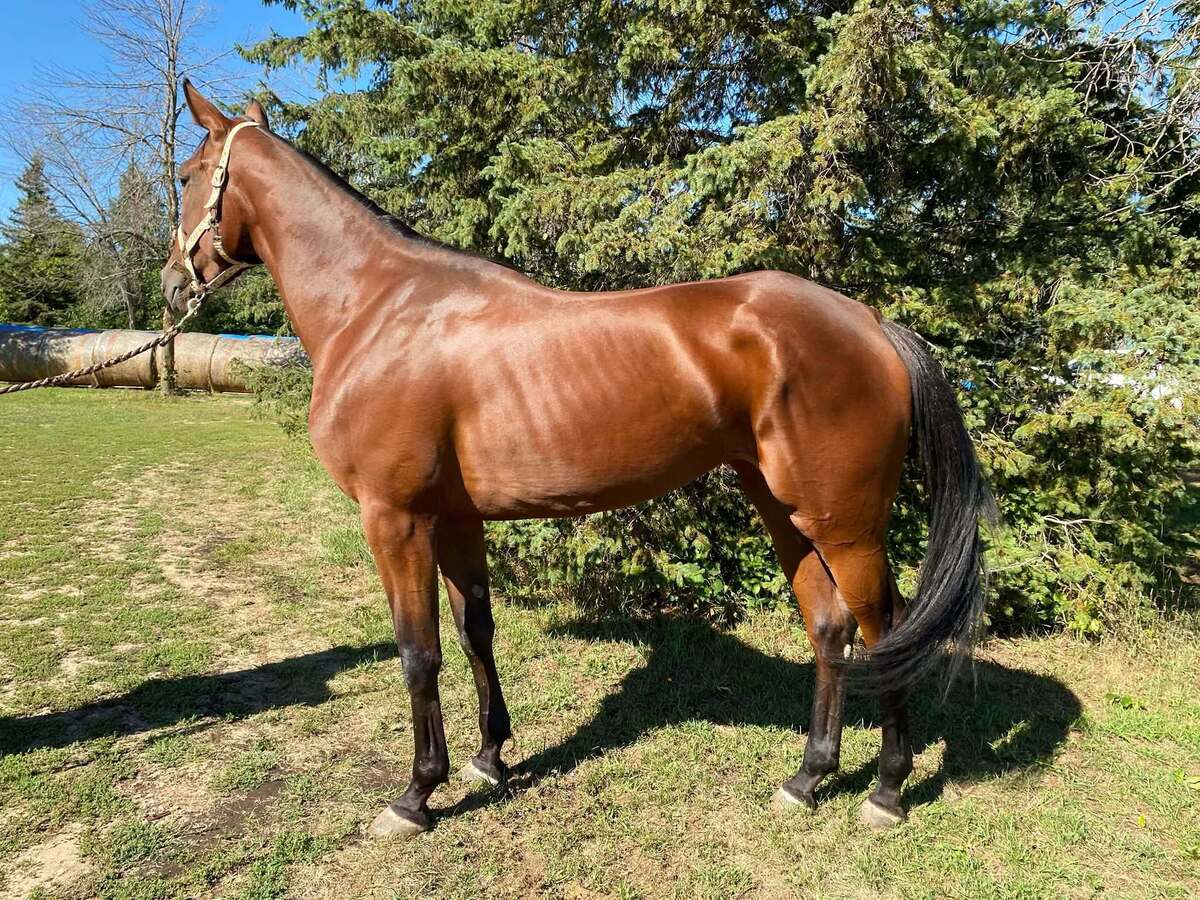 Rollinataces, 3yo Standardbred mare, 15.2hh