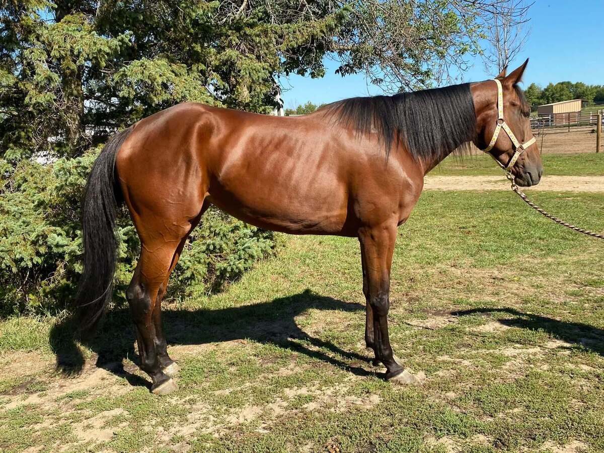 Rollinataces, 3yo Standardbred mare, 15.2hh