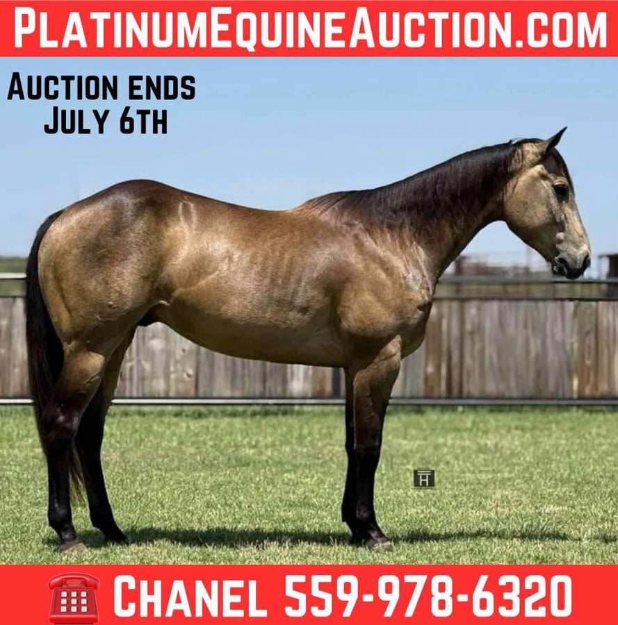American Quarter Horse, 5yo American Quarter Horse gelding, 15hh