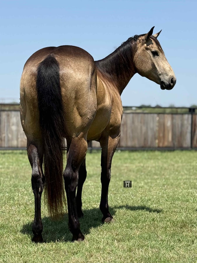 American Quarter Horse, 5yo American Quarter Horse gelding, 15hh