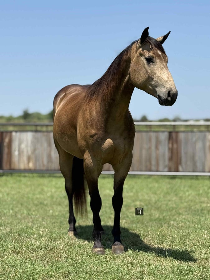 American Quarter Horse, 5yo American Quarter Horse gelding, 15hh