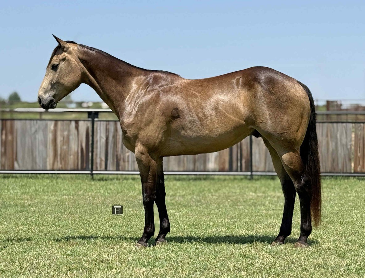 American Quarter Horse, 5yo American Quarter Horse gelding, 15hh