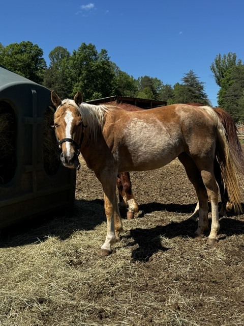 Paloma, 15yo American Quarter Horse mare, 15.0hh