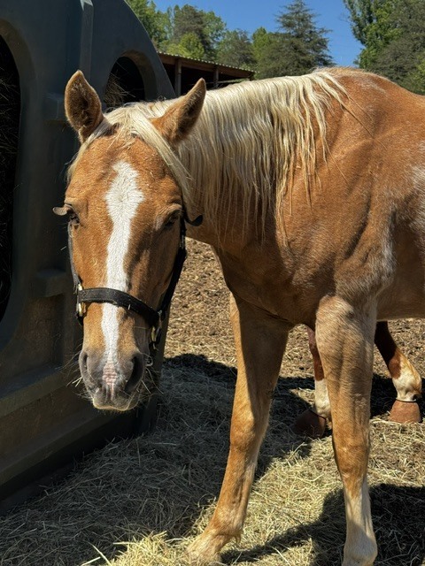 Paloma, 15yo American Quarter Horse mare, 15.0hh