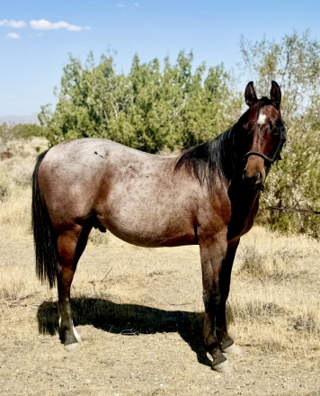 PEPLADY N WHISKEY (Whiskey), 1yo AQHA Quarter Horse colt