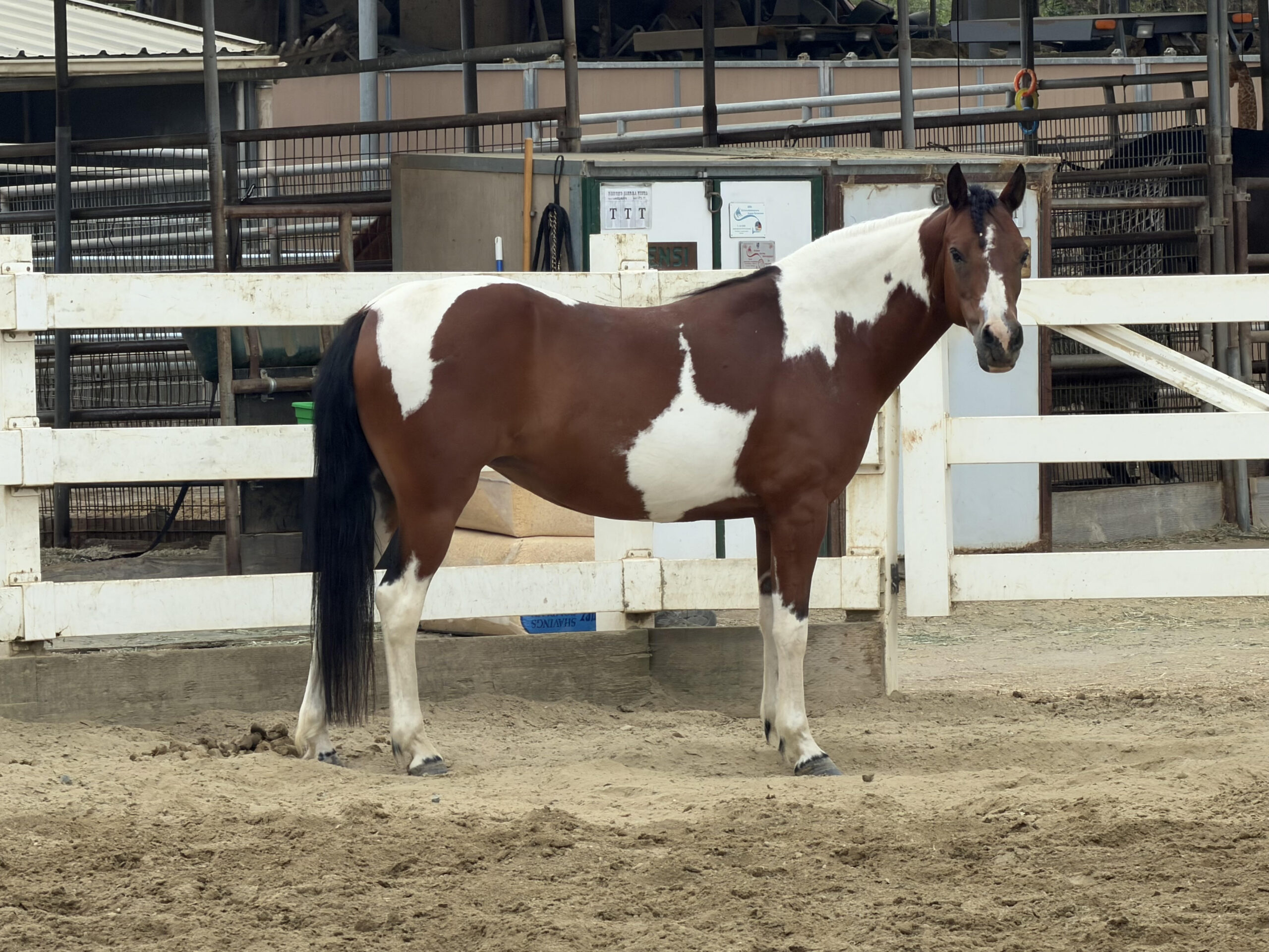 Blue Roan Quarter Pony Colt, Pony stallion