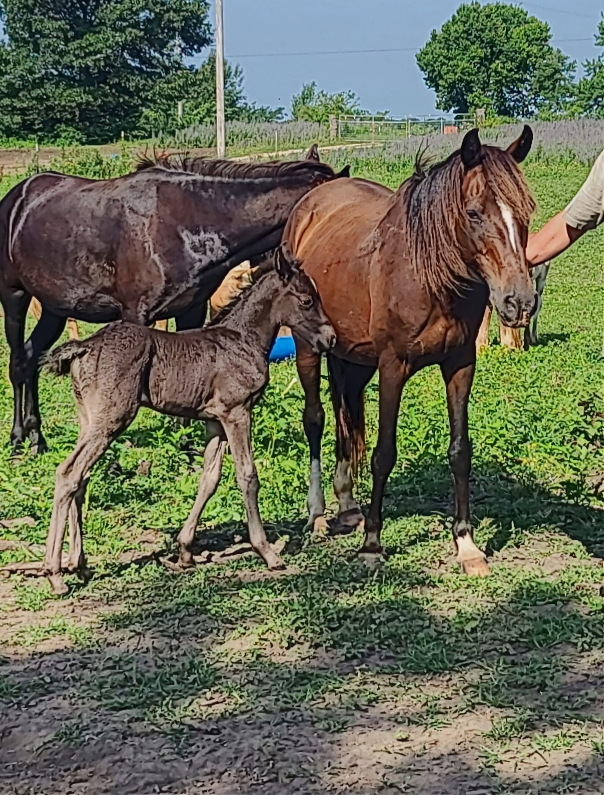 Blue Roan Quarter Pony Colt, Pony stallion