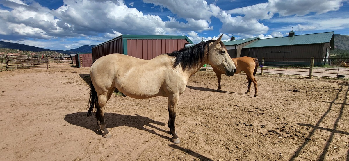 Babe, 17yo American Quarter Horse mare, 15.0hh