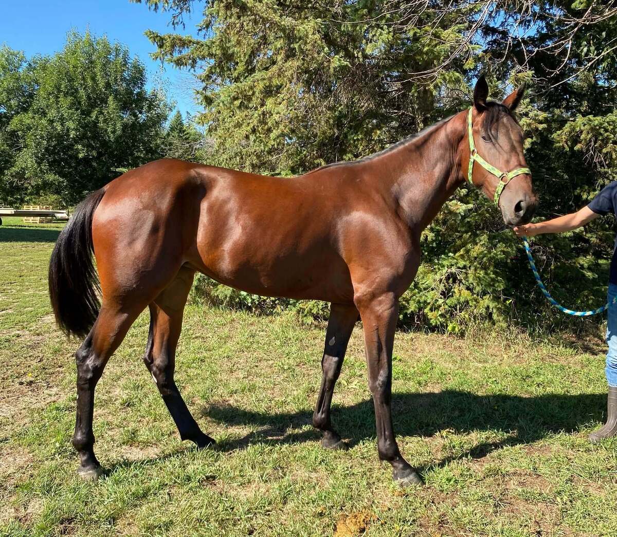 Powerette, 2yo Standardbred mare, 15.0hh