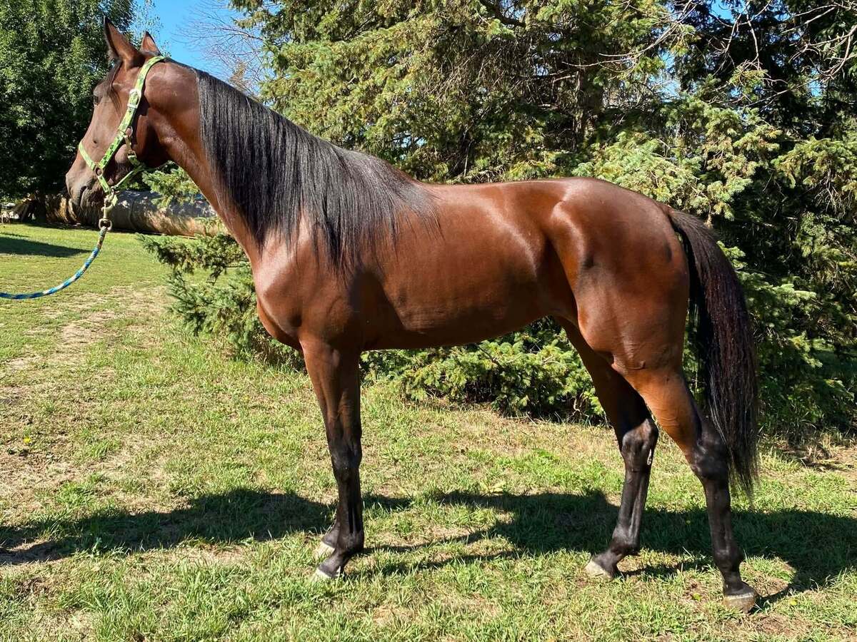 Powerette, 2yo Standardbred mare, 15.0hh