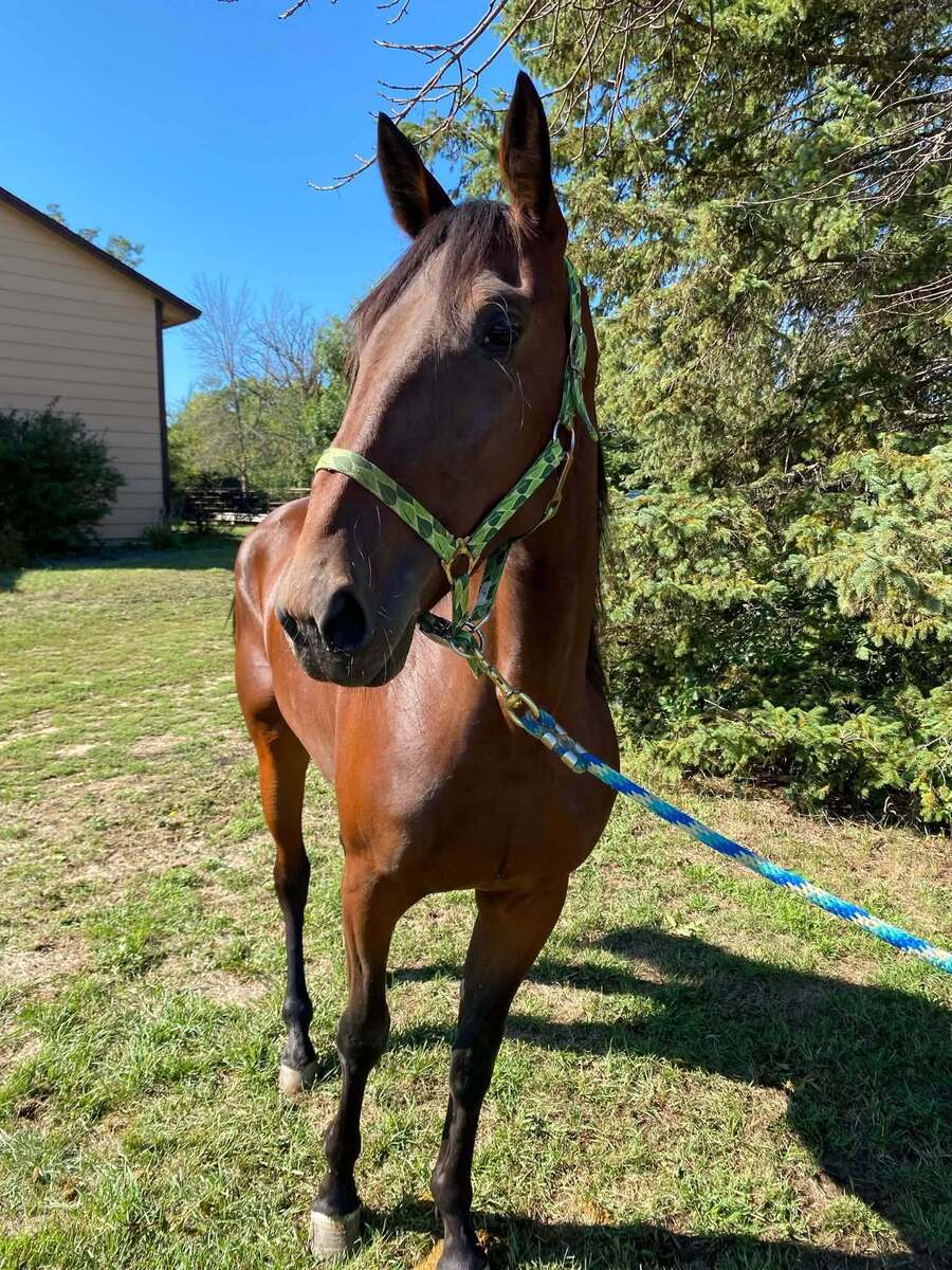 Powerette, 2yo Standardbred mare, 15.0hh