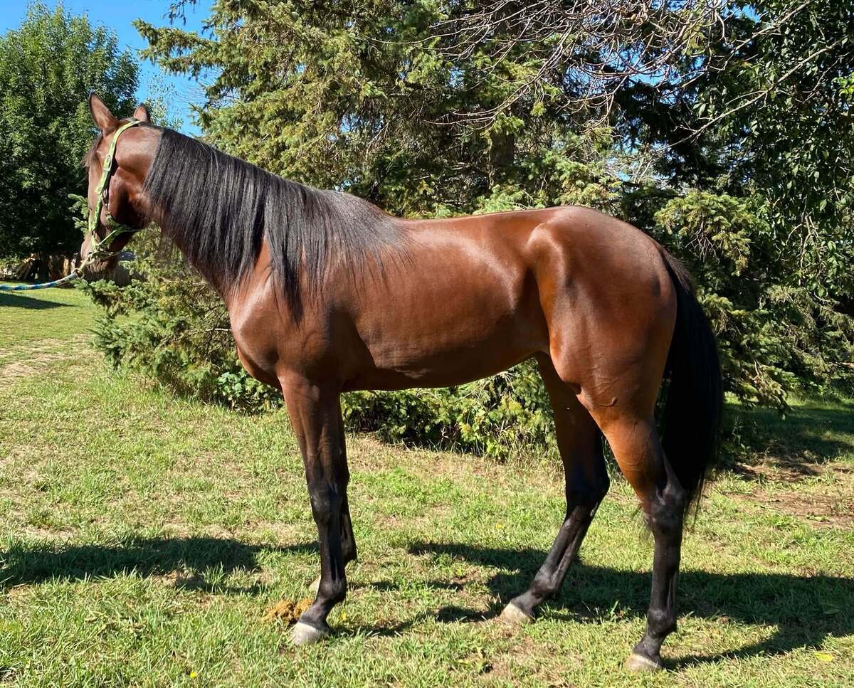 Powerette, 2yo Standardbred mare, 15.0hh