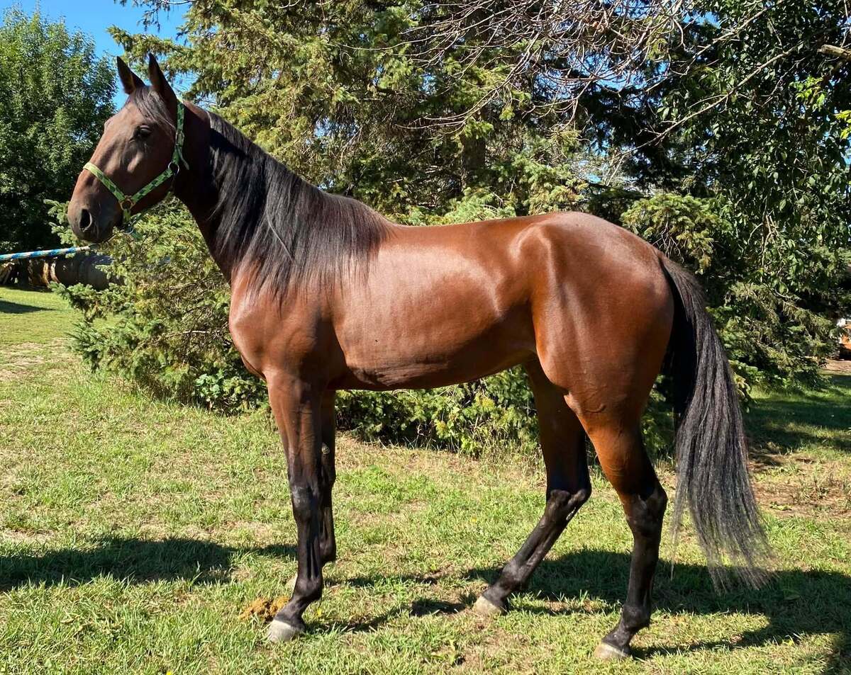 Powerette, 2yo Standardbred mare, 15.0hh