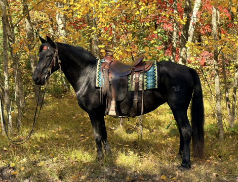 Akeelah, 18yo Morgan Horse mare, 14.0hh