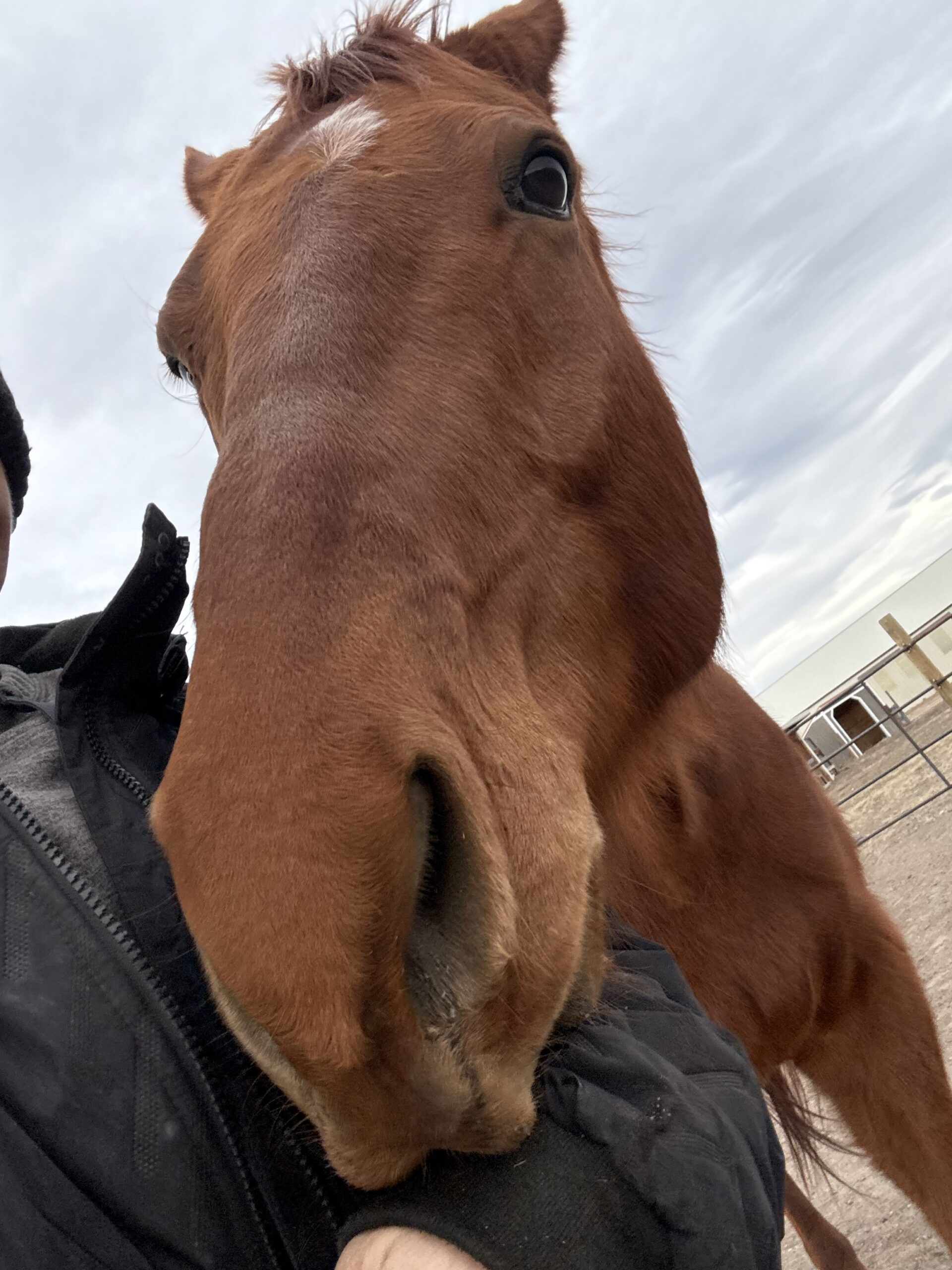 Handsome Ottb, 10yo Thoroughbred gelding, 16hh